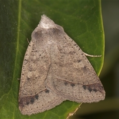 Pantydia sparsa (Noctuid Moth) at Melba, ACT - 10 Dec 2024 by kasiaaus