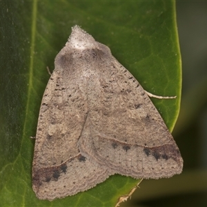 Pantydia sparsa (Noctuid Moth) at Melba, ACT by kasiaaus