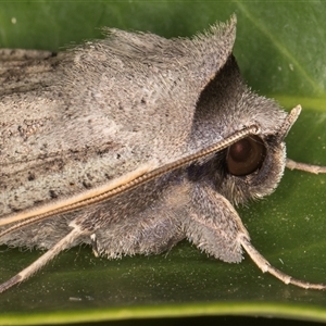 Pantydia sparsa at Melba, ACT - 10 Dec 2024 10:51 PM