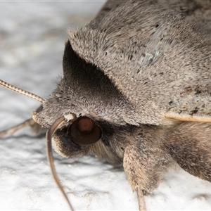 Pantydia sparsa at Melba, ACT - 10 Dec 2024 10:51 PM