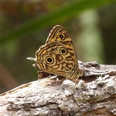 Geitoneura acantha (Ringed Xenica) at Monga, NSW - 13 Dec 2024 by MatthewFrawley