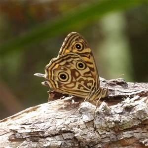 Geitoneura acantha (Ringed Xenica) at Monga, NSW by MatthewFrawley