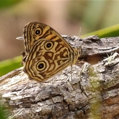 Geitoneura acantha at Monga, NSW - 13 Dec 2024