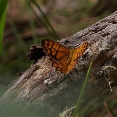 Geitoneura acantha at Monga, NSW - 13 Dec 2024