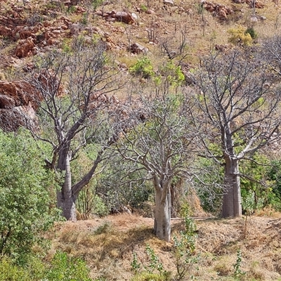 Unidentified Other Tree at Lake Argyle, WA - 16 Sep 2024 by Mike