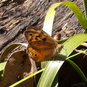 Heteronympha merope at Monga, NSW - 13 Dec 2024 03:17 PM