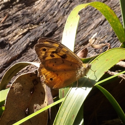 Heteronympha merope at Monga, NSW - 13 Dec 2024 by MatthewFrawley