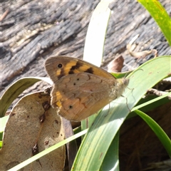 Heteronympha merope at Monga, NSW - 13 Dec 2024 03:17 PM