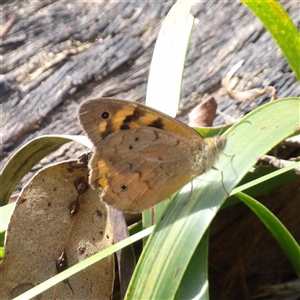 Heteronympha merope at Monga, NSW - 13 Dec 2024 03:17 PM