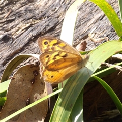 Heteronympha merope at Monga, NSW - 13 Dec 2024