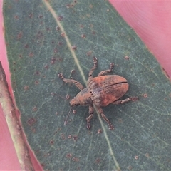 Gonipterus sp. (genus) (Eucalyptus Weevil) at Captains Flat, NSW - 13 Dec 2024 by clarehoneydove