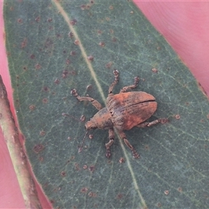 Gonipterus sp. (genus) at Captains Flat, NSW - 13 Dec 2024