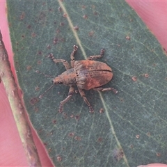 Gonipterus sp. (genus) at Captains Flat, NSW - 13 Dec 2024