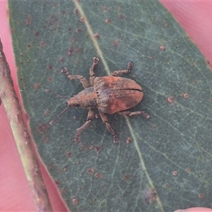 Gonipterus sp. (genus) at Captains Flat, NSW - 13 Dec 2024