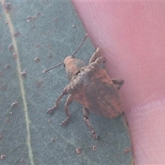 Gonipterus sp. (genus) at Captains Flat, NSW - 13 Dec 2024