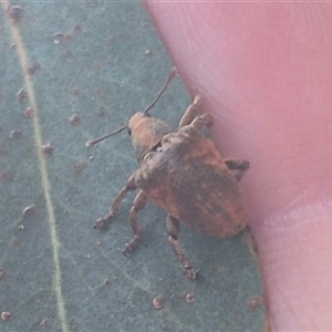 Gonipterus sp. (genus) at Captains Flat, NSW - 13 Dec 2024