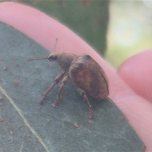 Gonipterus sp. (genus) at Captains Flat, NSW - 13 Dec 2024