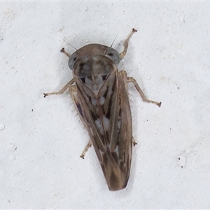 Idiocerini sp. (tribe) (A leafhopper) at Melba, ACT by kasiaaus