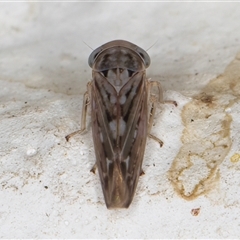 Idiocerini sp. (tribe) at Melba, ACT - 10 Dec 2024