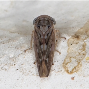 Idiocerini sp. (tribe) at Melba, ACT - 10 Dec 2024