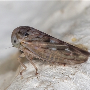 Idiocerini sp. (tribe) at Melba, ACT - 10 Dec 2024