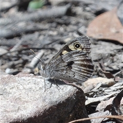 Geitoneura klugii (Marbled Xenica) at Monga, NSW - 13 Dec 2024 by MatthewFrawley