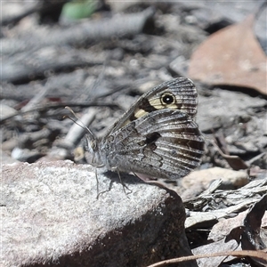 Geitoneura klugii (Marbled Xenica) at Monga, NSW by MatthewFrawley