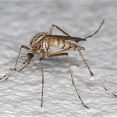 Aedes (Ochlerotatus) vittiger (Grey Striped Mosquito) at Melba, ACT - 10 Dec 2024 by kasiaaus