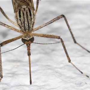 Aedes (Ochlerotatus) vittiger at Melba, ACT - 10 Dec 2024 10:54 PM