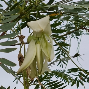 Unidentified Other Tree at Kununurra, WA by Mike