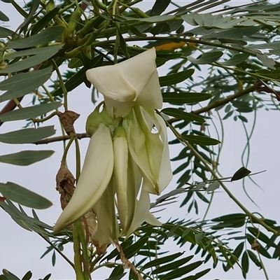 Unidentified Other Tree at Kununurra, WA - 17 Sep 2024 by Mike