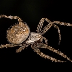 Unverified Orb-weaving spider (several families) at Melba, ACT - 10 Dec 2024 by kasiaaus