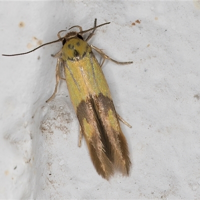 Stathmopoda crocophanes (Yellow Stathmopoda Moth) at Melba, ACT - 10 Dec 2024 by kasiaaus