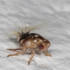 Scolypopa australis at Melba, ACT - 10 Dec 2024 11:04 PM