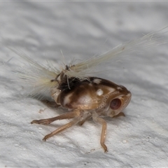 Scolypopa australis at Melba, ACT - 10 Dec 2024 11:04 PM