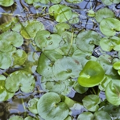 Heteranthera reniformis (Kidney-leaf Mud Plantain) at Nimbin, NSW - 13 Dec 2024 by nightcapranger