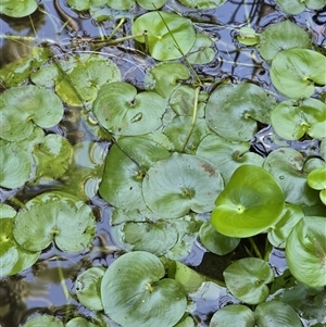 Heteranthera reniformis (Kidney-leaf Mud Plantain) at Nimbin, NSW by nightcapranger