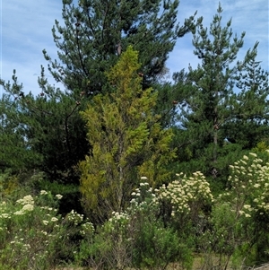 Exocarpos cupressiformis at Uriarra Village, ACT - suppressed