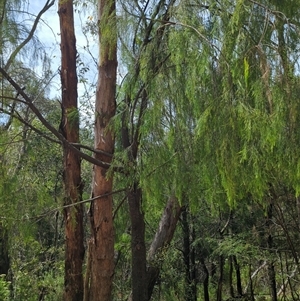 Exocarpos cupressiformis at Uriarra Village, ACT - 13 Dec 2024