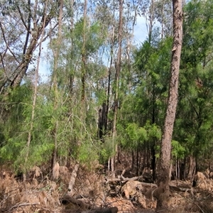 Exocarpos cupressiformis at Uriarra Village, ACT - 13 Dec 2024