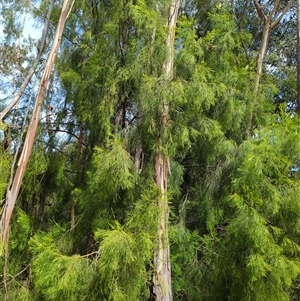 Exocarpos cupressiformis at Uriarra Village, ACT - suppressed