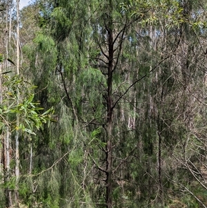 Exocarpos cupressiformis at Uriarra Village, ACT - suppressed