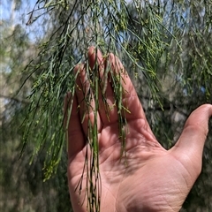 Exocarpos cupressiformis at Uriarra Village, ACT - suppressed