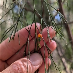 Exocarpos cupressiformis at Uriarra Village, ACT - suppressed