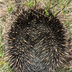 Tachyglossus aculeatus (Short-beaked Echidna) at Uriarra Village, ACT - 13 Dec 2024 by ryanbadowski