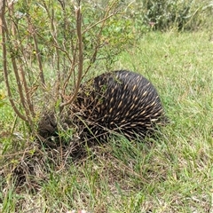 Tachyglossus aculeatus at Uriarra Village, ACT - 13 Dec 2024 02:42 PM