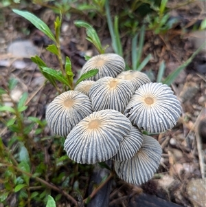 Parasola plicatilis at Williamsdale, ACT by ryanbadowski