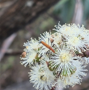 Psilomorpha tenuipes (Longhorn Beetle) at Captains Flat, NSW by clarehoneydove