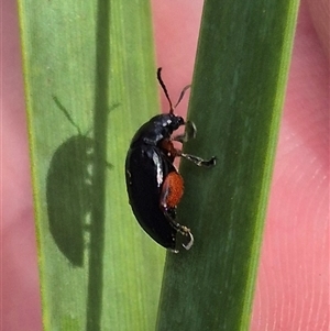 Arsipoda holomelaena (Red-legged flea beetle) at Captains Flat, NSW by clarehoneydove