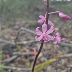 Dipodium roseum (Rosy Hyacinth Orchid) at Captains Flat, NSW - 13 Dec 2024 by clarehoneydove